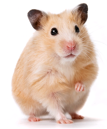 Nice Images Collection: Hamster Desktop Wallpapers - Hamster, Transparent background PNG HD thumbnail