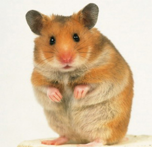 Photos - Hamster, Transparent background PNG HD thumbnail