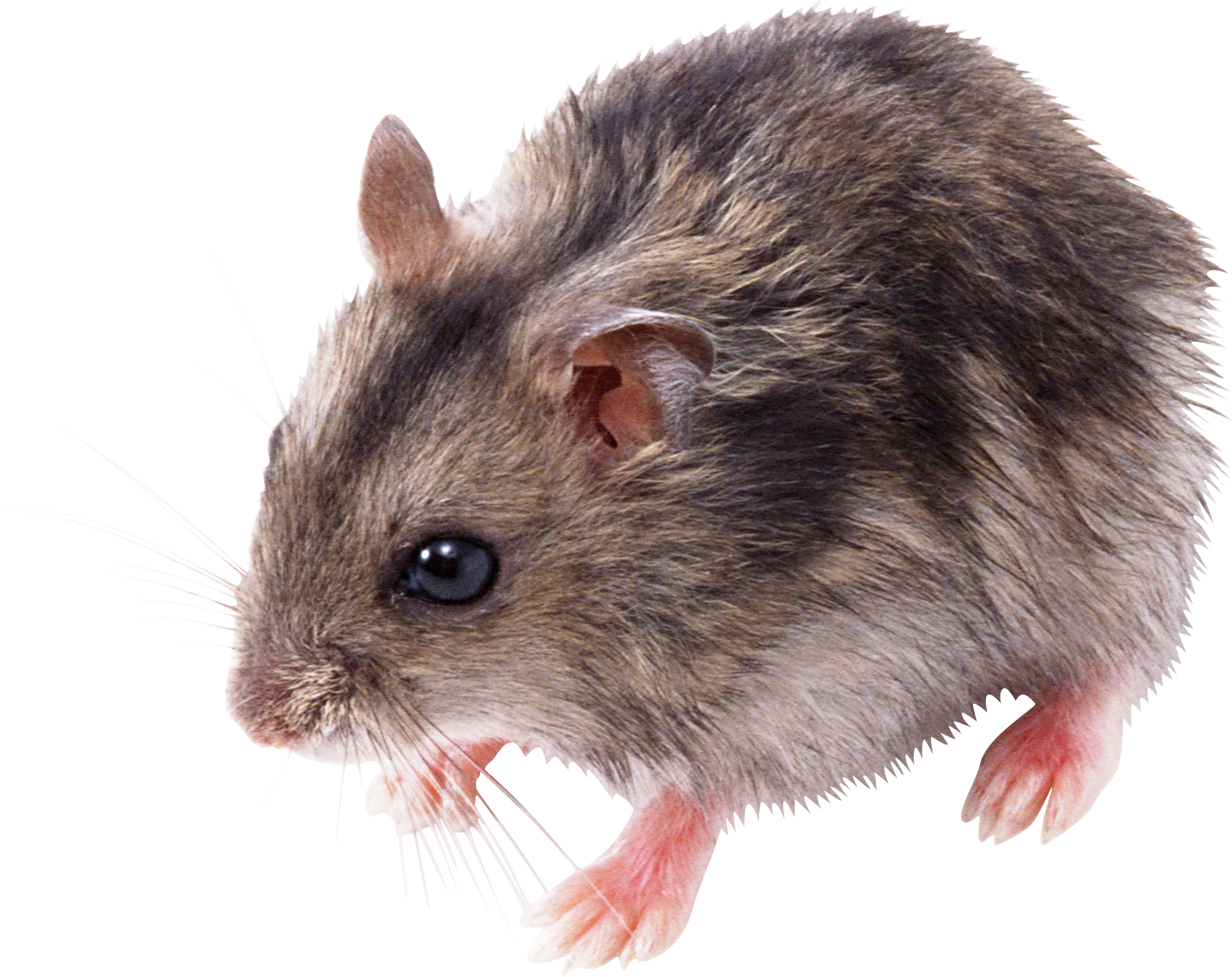 Rat, Mouse · Rhino Png - Hamster, Transparent background PNG HD thumbnail