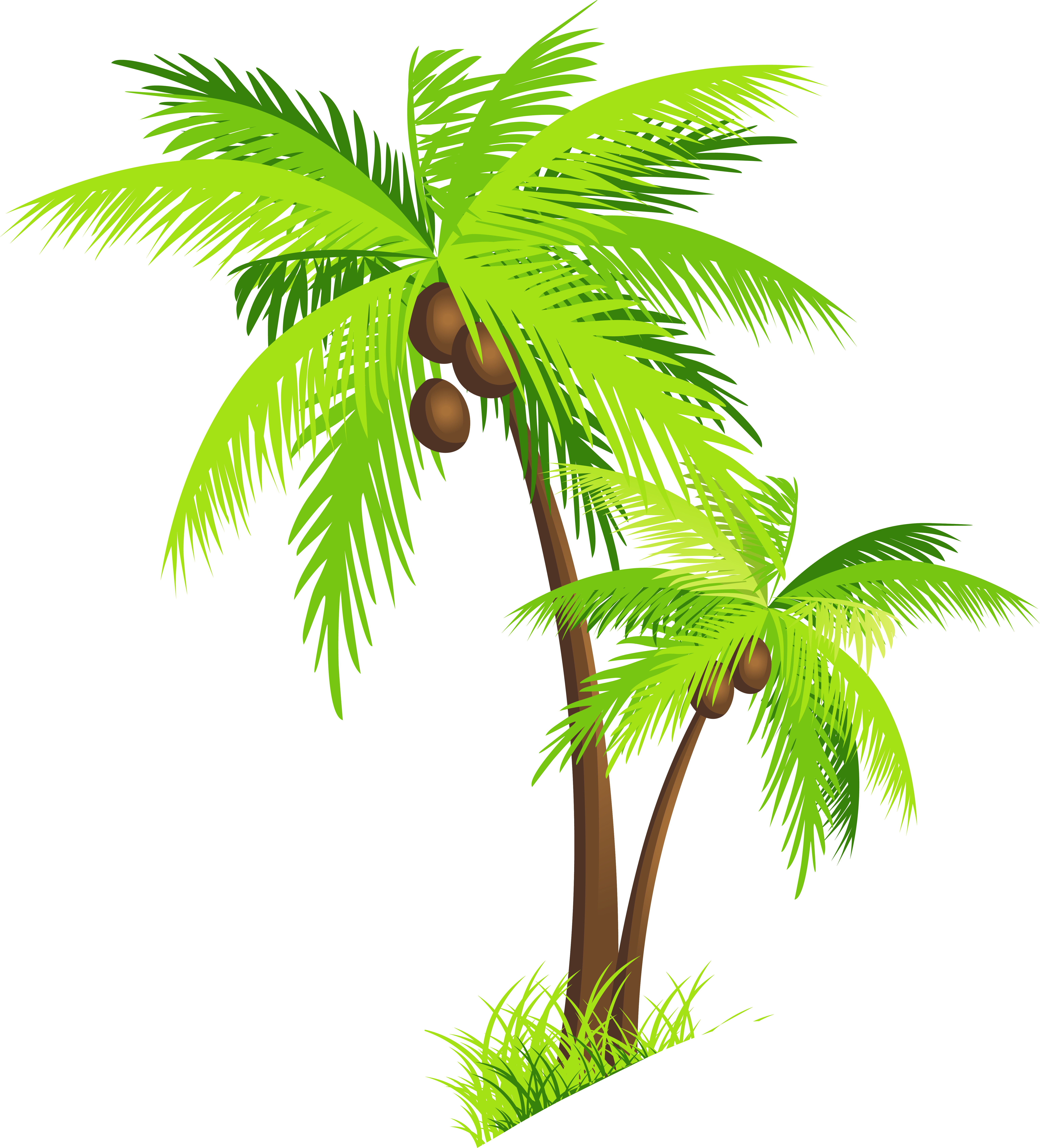 Coconut Tree Png Clipart - Hawaii, Transparent background PNG HD thumbnail