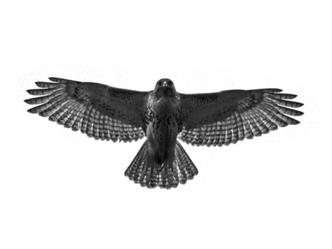 Red Tailed Hawk - Hawk Black And White, Transparent background PNG HD thumbnail