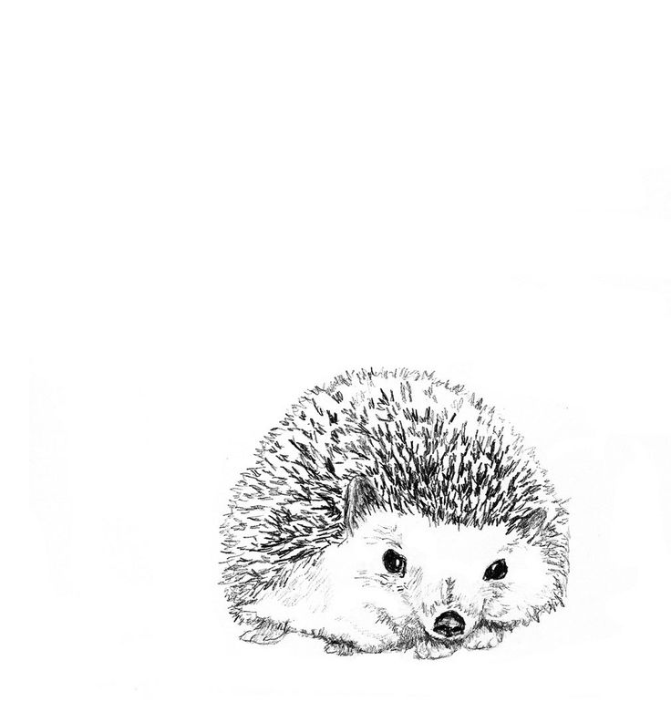 Hedgehog Illustration   Hedgie In Black And White   Hedgehog Art. $20,00, - Hedgehog Black And White, Transparent background PNG HD thumbnail
