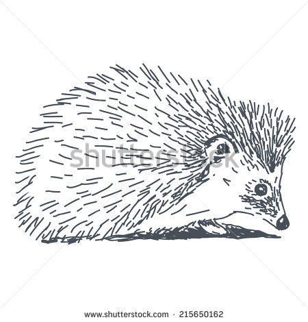 Hedgehog Sketch Drawing Isolated On White Background - Hedgehog Black And White, Transparent background PNG HD thumbnail