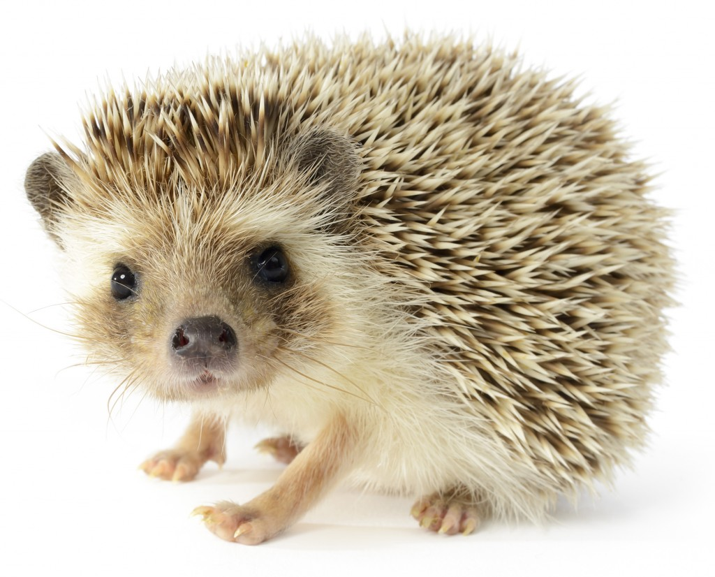 Hedgehog PlusPng.com 