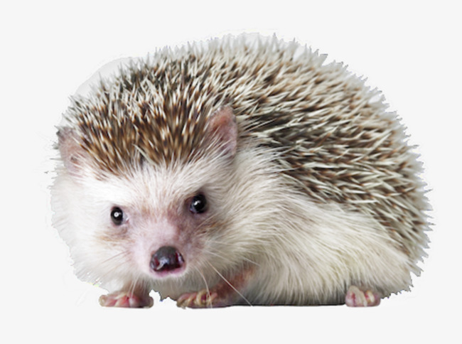 Vigilant Little Hedgehog, Small Hedgehog Material, Animal Material, National Protected Animals Free Png Image - Hedgehog, Transparent background PNG HD thumbnail