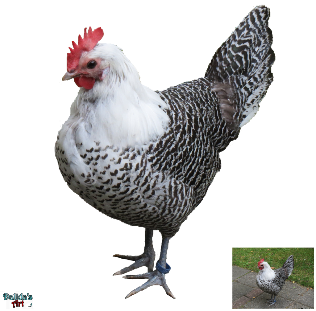 hen, Hen, Chicken, Poultry PN