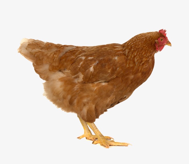 Hen, Hen, Chicken, Poultry Png Image - Hen, Transparent background PNG HD thumbnail