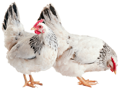 Two Hens - Hen, Transparent background PNG HD thumbnail