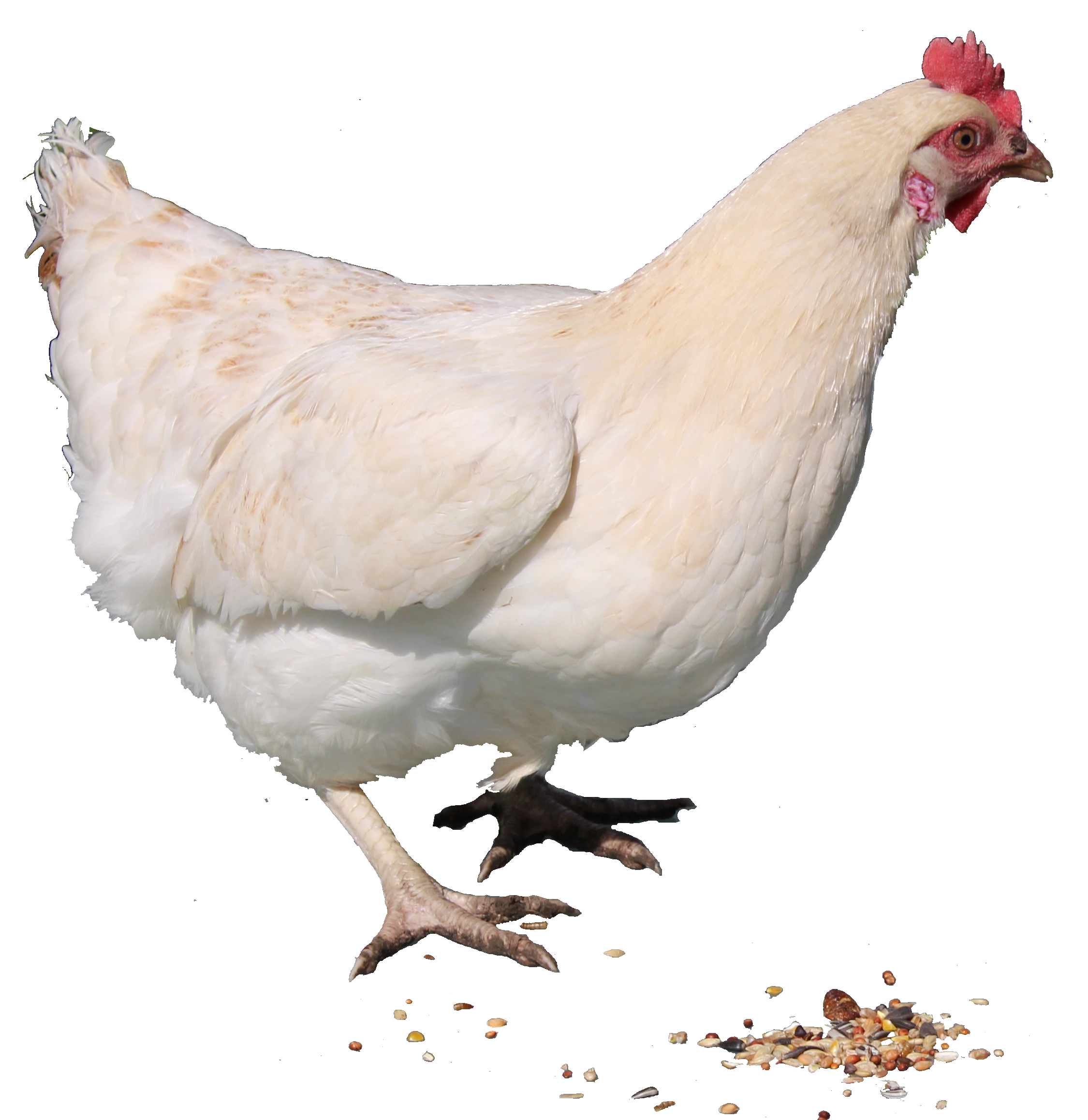 White Chicken Png Image #40285   Chicken Png - Hen, Transparent background PNG HD thumbnail