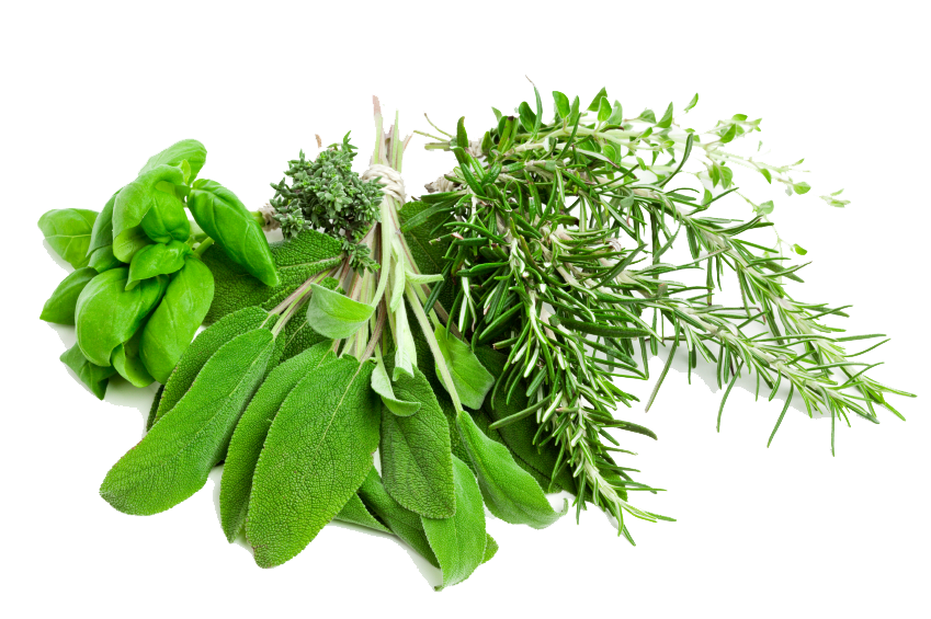 Free Herbs Png Pic Transparent Png - Herbs, Transparent background PNG HD thumbnail