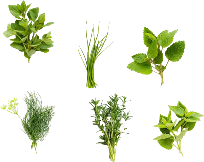 Fresh Culinary Herbs - Herbs, Transparent background PNG HD thumbnail