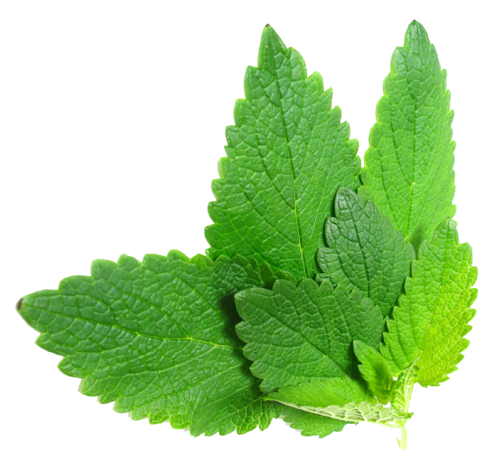 Herbs Png File - Herbs, Transparent background PNG HD thumbnail