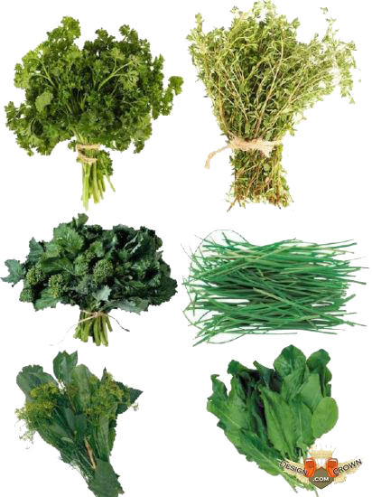 Herbs PNG File