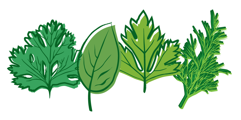 Herbs PNG Free Download
