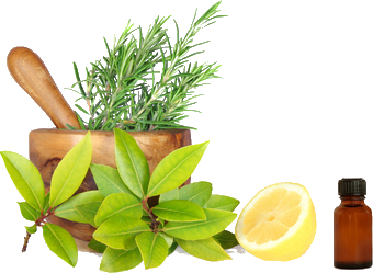 Herbs PNG Clipart