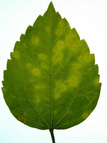 Aibika Or Bele (Abelmoschus Manihot), A Perennial Malvaceous Shrub, Is Cultivated Extensively In Some Melanesian Countries For Its Highly Nutritious Leaves Hdpng.com  - Hibiscus Leaf, Transparent background PNG HD thumbnail