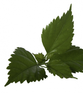 Ecobeauty_Hibiscusleaf - Hibiscus Leaf, Transparent background PNG HD thumbnail