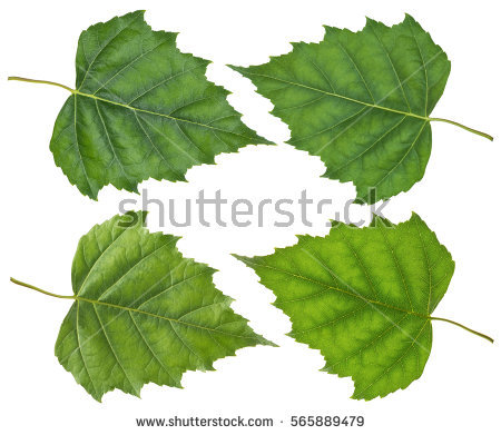 Green Hibiscus Leaves Separately On A White - Hibiscus Leaf, Transparent background PNG HD thumbnail