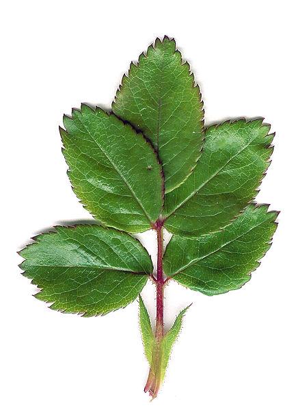 Rose Leaf   You May Hope - Hibiscus Leaf, Transparent background PNG HD thumbnail