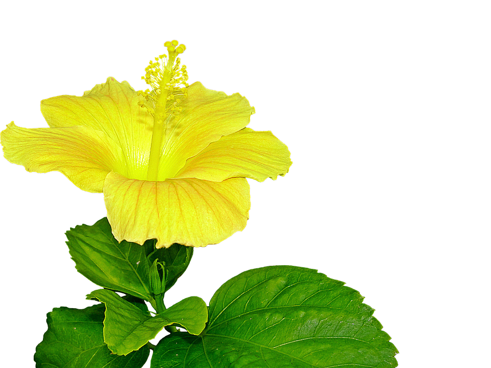 Yellow Hibiscus, Flower, Pistil, Plant - Hibiscus Leaf, Transparent background PNG HD thumbnail