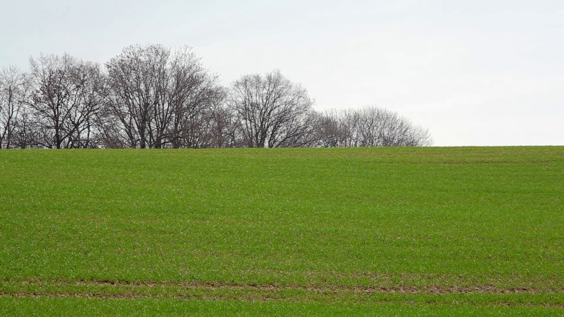 Green Rolling Hill Grass Field, Trees In Background, Winter, Germany Stock Video Footage   Videoblocks - Hill Background, Transparent background PNG HD thumbnail
