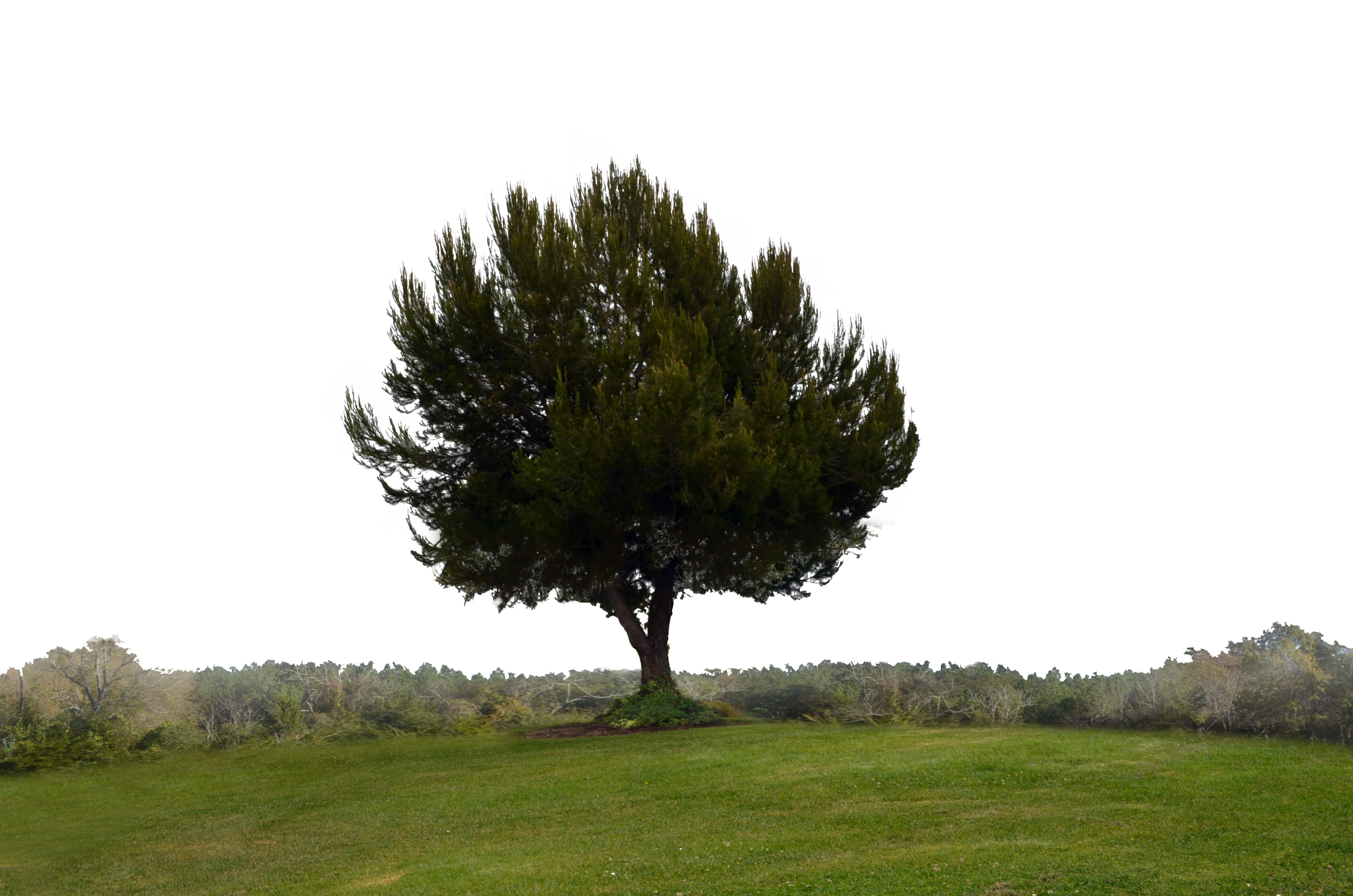 . Hdpng.com Single Tree On Hill Background Stock 0110 Png Elem By Annamae22 - Hill Background, Transparent background PNG HD thumbnail