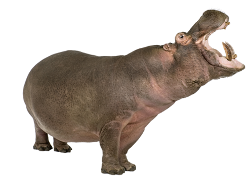 Hippo - Hippopotamus, Transparent background PNG HD thumbnail