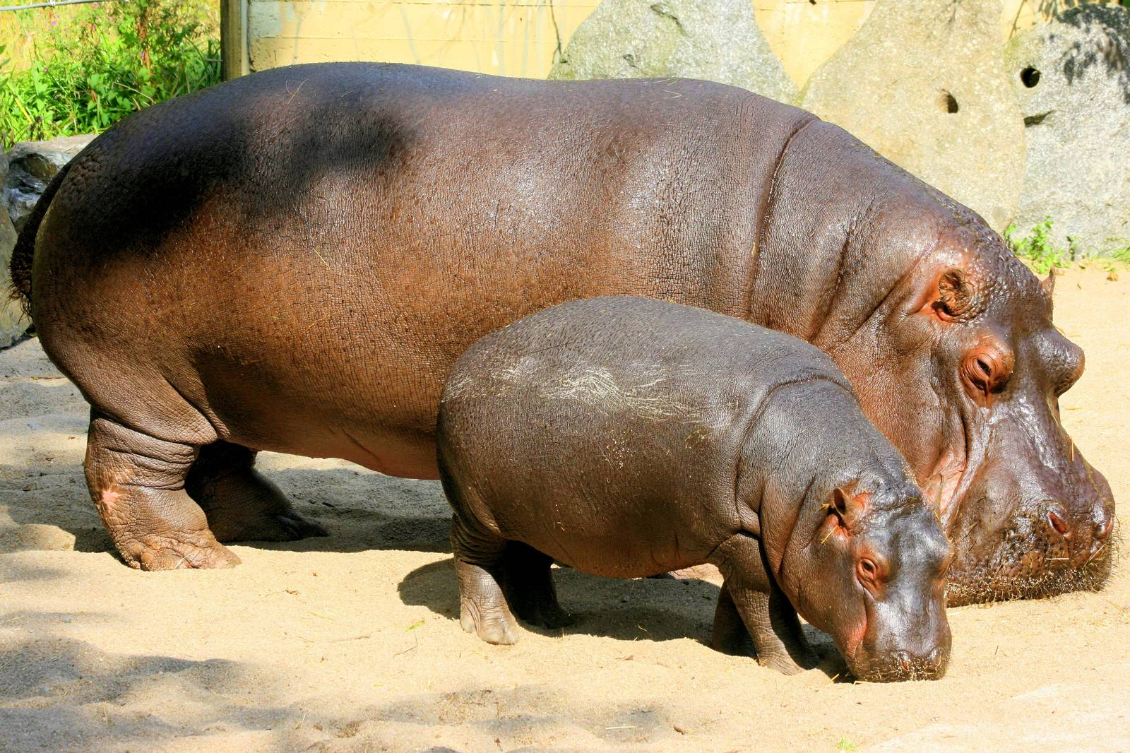 15A3452.png - Hippo, Transparent background PNG HD thumbnail