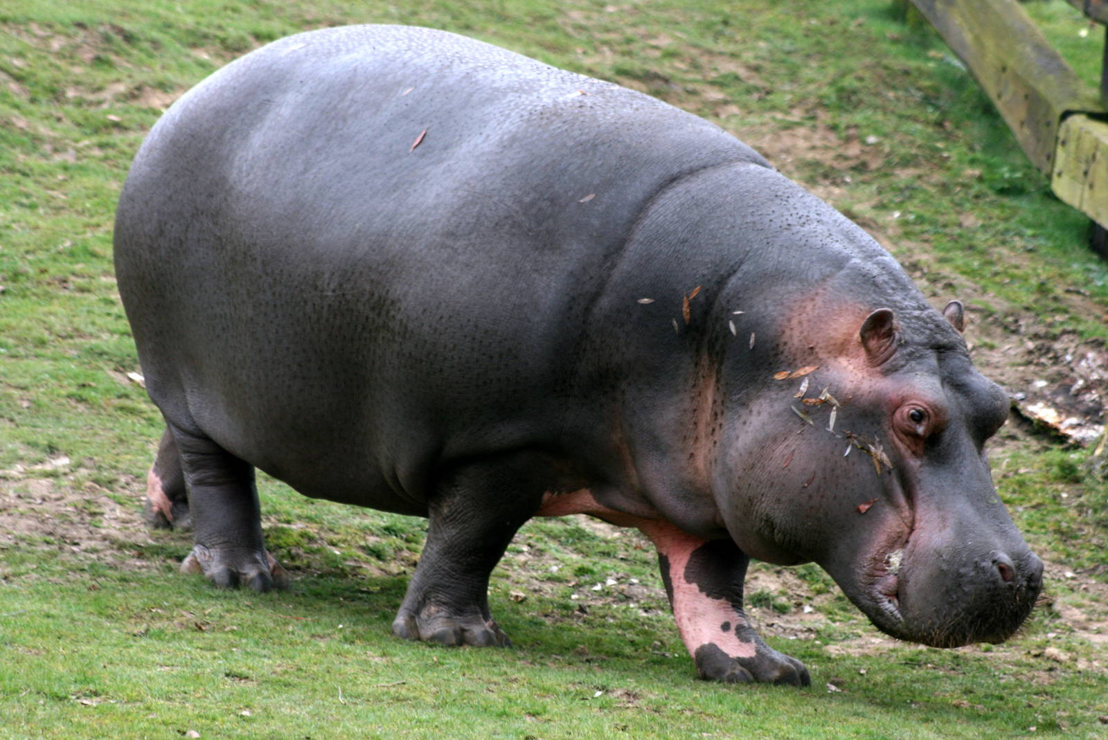 6F50407.png - Hippo, Transparent background PNG HD thumbnail
