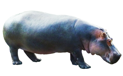 Download - Hippo, Transparent background PNG HD thumbnail