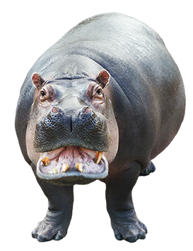 Female Hippo With Baby · Hippo Clip Art Open Mouth Hdpng.com  - Hippo, Transparent background PNG HD thumbnail