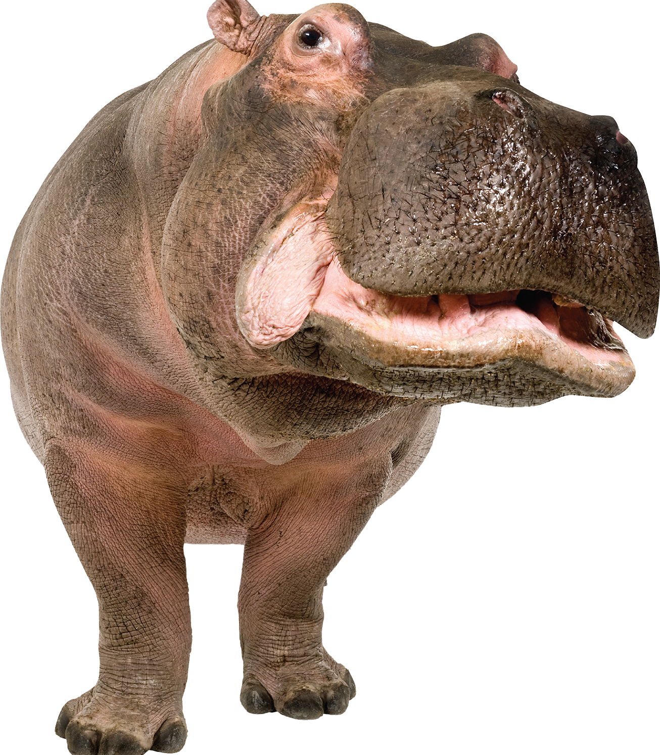 Hippo Png - Hippo, Transparent background PNG HD thumbnail