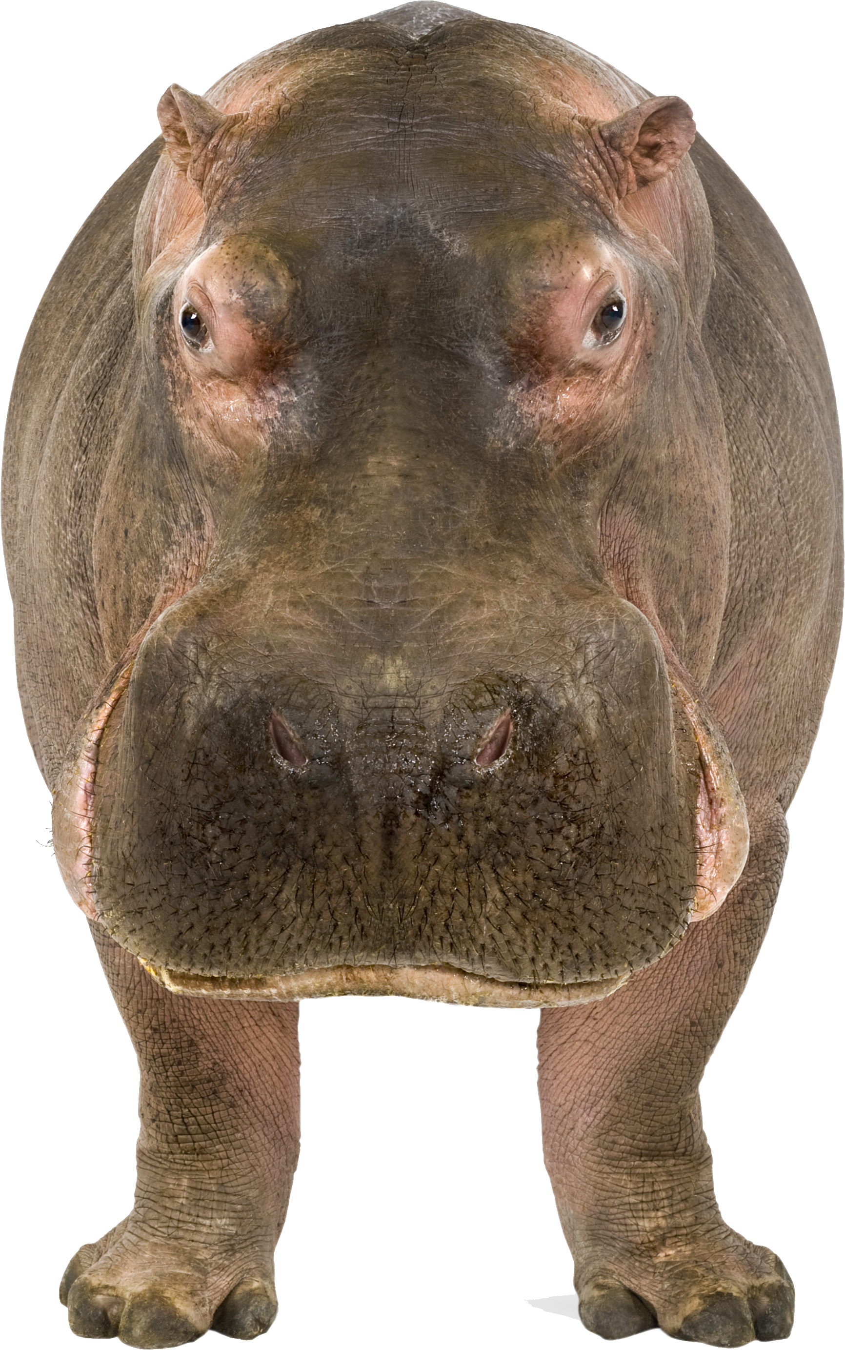 Hippopotamus - PNG Hippopotam