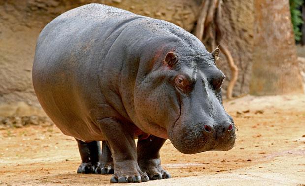 Hippopotamus.png   Hippopotamus Png - Hippo, Transparent background PNG HD thumbnail