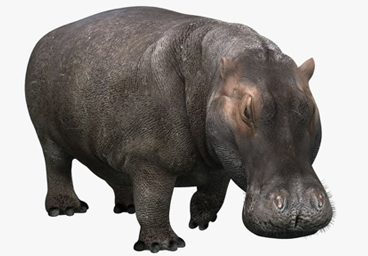Hippopotamus - Hippopotamus, Transparent background PNG HD thumbnail