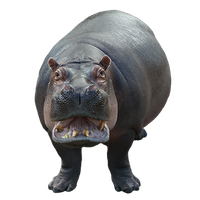 Hippopotamus Png Image Png Image - Hippopotamus, Transparent background PNG HD thumbnail