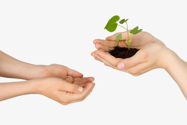 Hd Hands Hold Green Plants, Hd, Hands, Hold Up Free Png Image - Holding Hands, Transparent background PNG HD thumbnail
