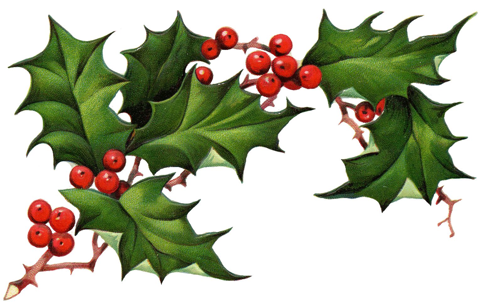 Christmas Elements Png Pic - Holly And Ivy, Transparent background PNG HD thumbnail