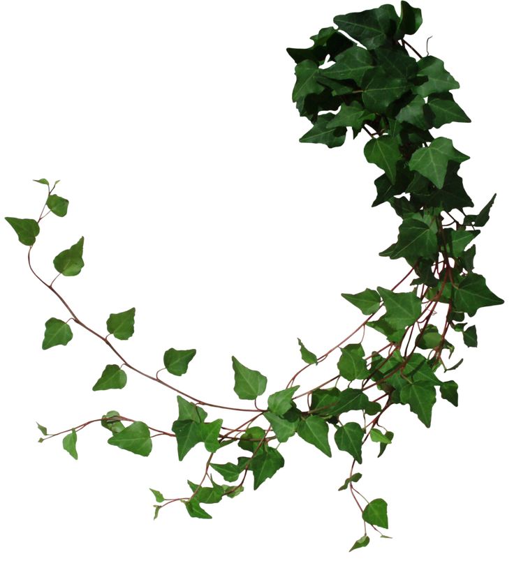 Ivy 2 By Black B O X - Holly And Ivy, Transparent background PNG HD thumbnail