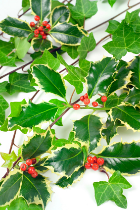 The History Of Christmas Holly And Ivy - Holly And Ivy, Transparent background PNG HD thumbnail