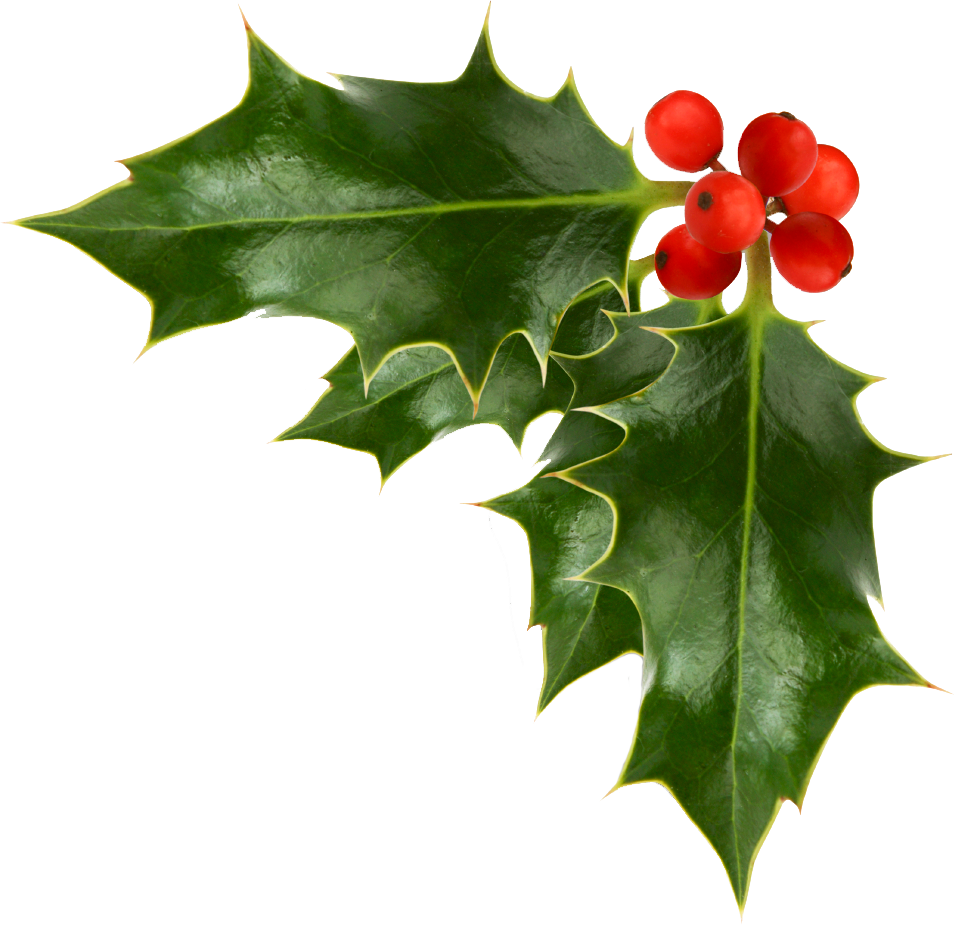 Xmas Stuff For Christmas Holly Png - Holly And Ivy, Transparent background PNG HD thumbnail
