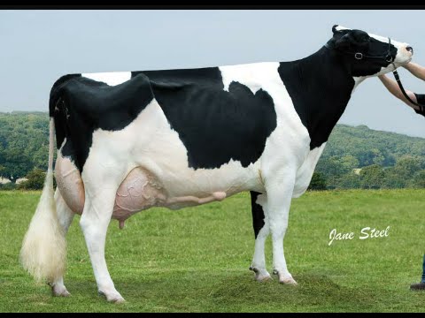 Amazon pluspng.com: Holstein 