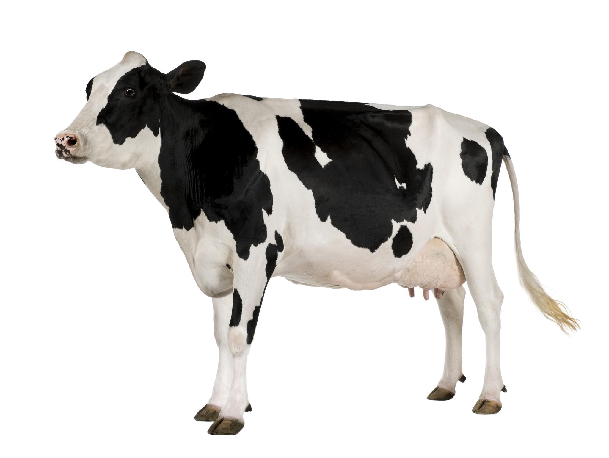 Cow White Background HD Images: Holstein cow  , Holstein Cow PNG HD - Free PNG