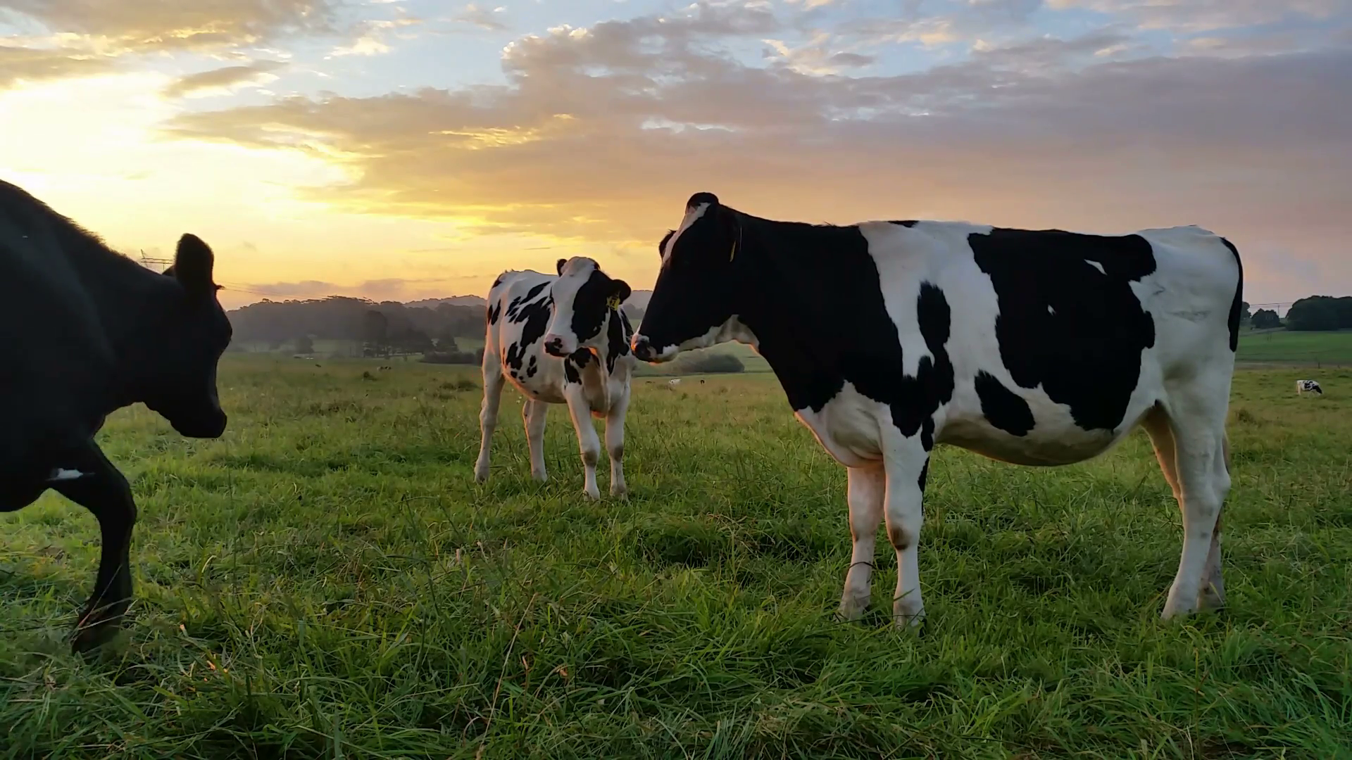 Pasturing cows of Holstein da