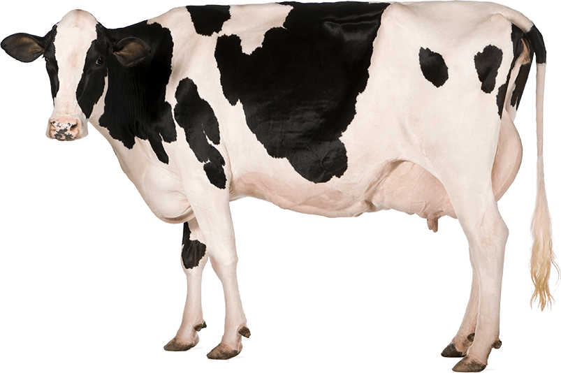 Holstein friesian cow feeding