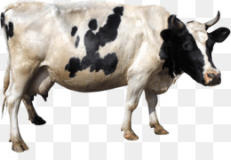 Cow White Background HD Image