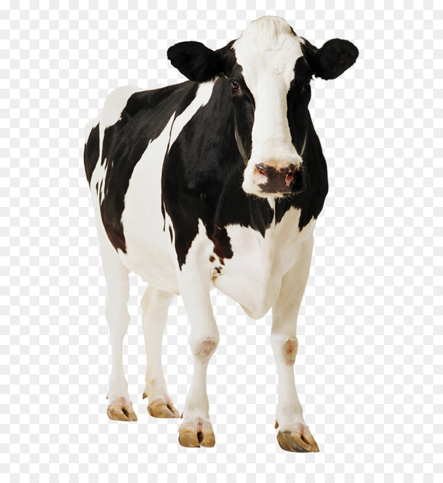 Holstein Friesian Cattle Gyr Cattle Milk   Positive Cows - Holstein Cow, Transparent background PNG HD thumbnail