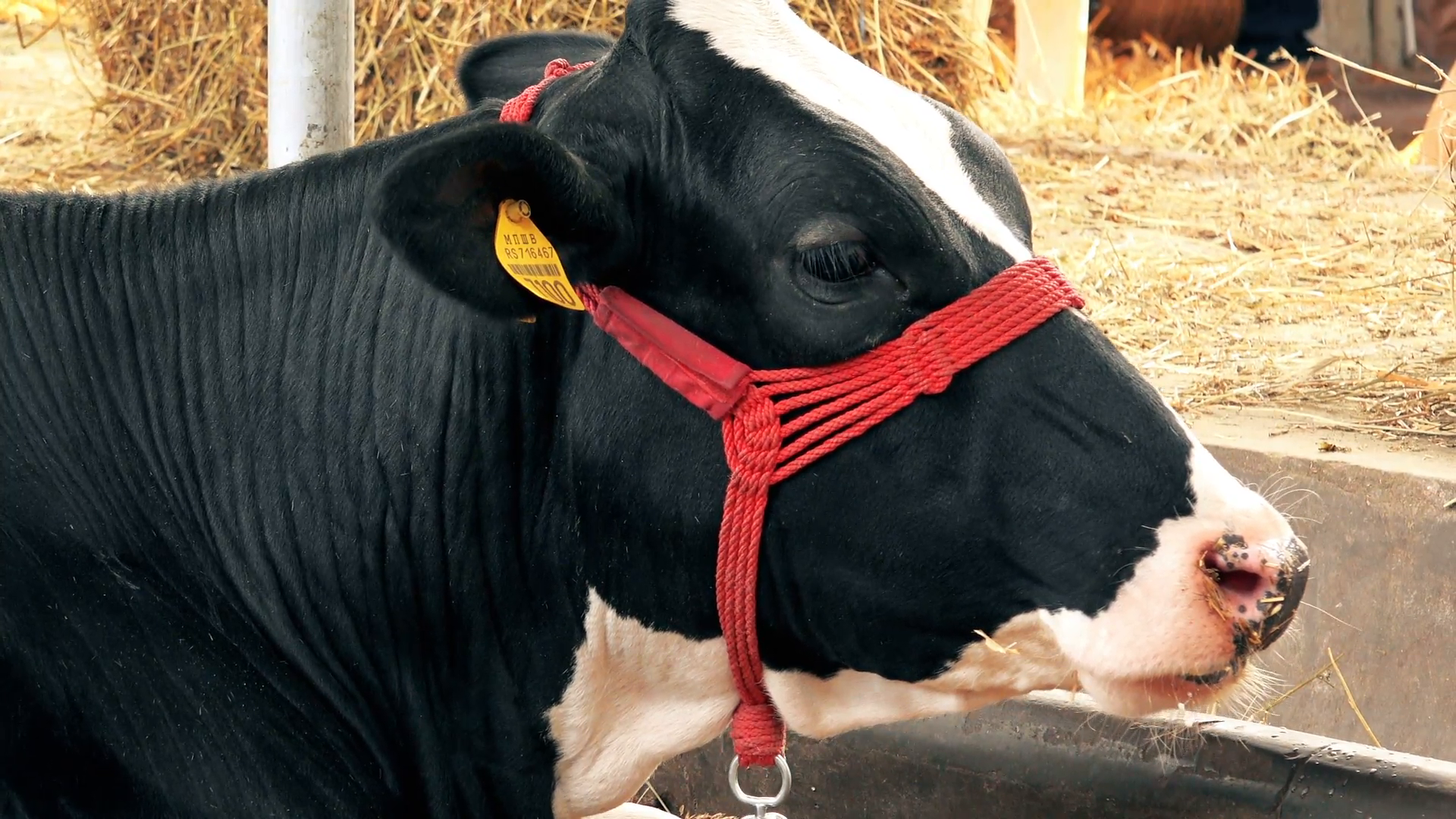 Holstein Friesian Cow Feeding On Dairy Farm Stock Video Footage   Videoblocks - Holstein Cow, Transparent background PNG HD thumbnail