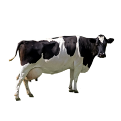 Amazon pluspng.com: Holstein 