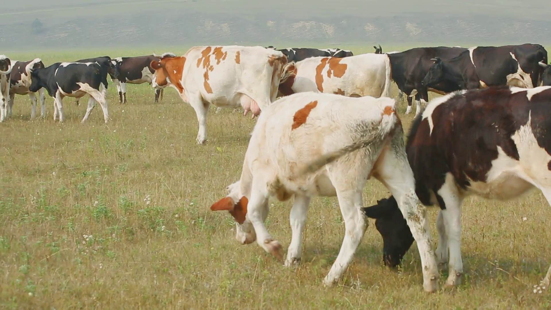 Pasturing Cows Of Holstein Dairy Breed In A Meadow In Russian Village Stock Video Footage   Videoblocks - Holstein Cow, Transparent background PNG HD thumbnail